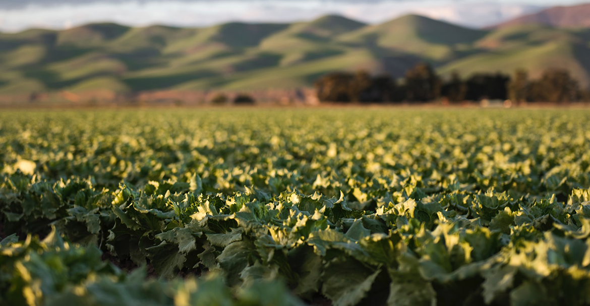 3 cách tạo ra chất hữu cơ tốt hơn