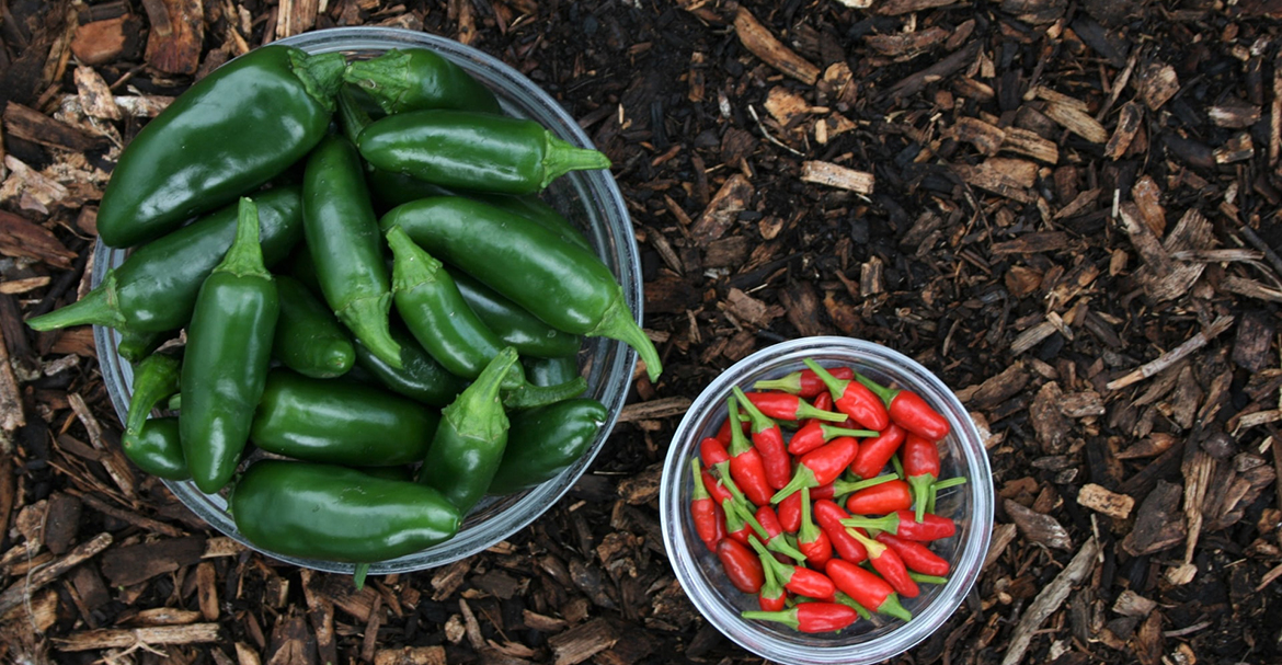 Hôn nhân và hữu cơ có nhiều điểm chung hơn bạn nghĩ