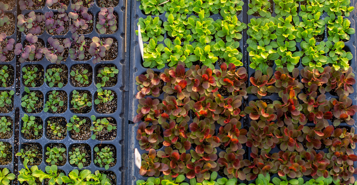 Đọc bài viết gây tranh cãi này và tìm hiểu thêm về hữu cơ