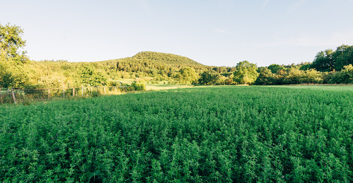 Bạn nên làm gì để nhanh chóng có được sản phẩm hữu cơ?